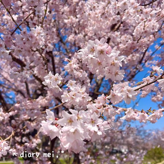 めい芽吹きの頃🌱