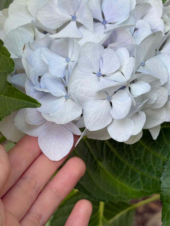 芋焼酎（28日）