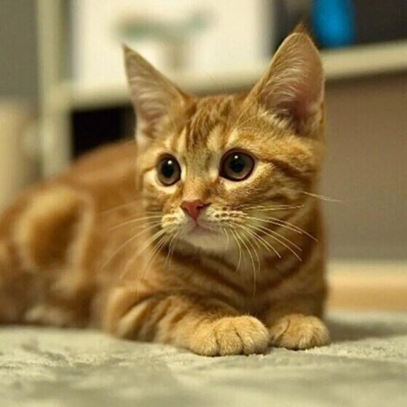 まひろ