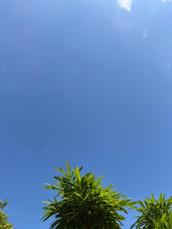こころ